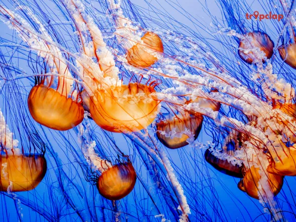 10. Monterey Bay Aquarium, USA