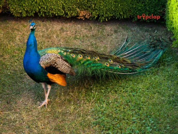 9. Bharatpur Bird Sanctuary: A Birder's Paradise (Distance: 220 km from Delhi)