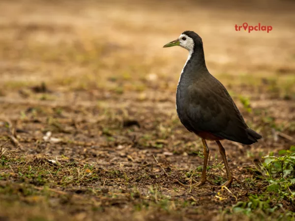 10. Bharatpur Bird Sanctuary