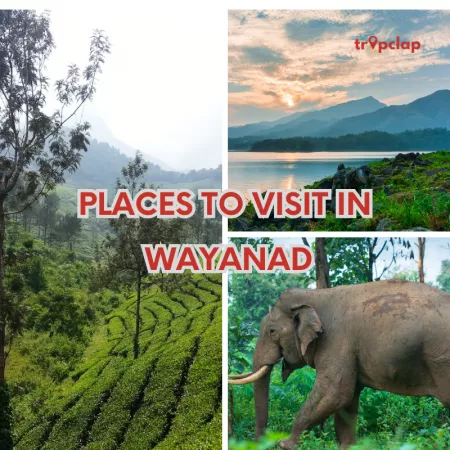 Discovering Wayanad's Magnificent 10: Top Places to Visit in Wayanad