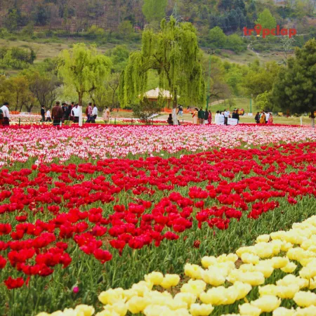 Kashmir in Spring Season - Places To Visit, Things to do