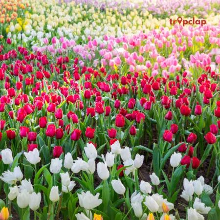 Tulip Festival Kashmir 2024, Date, Location, Things to do