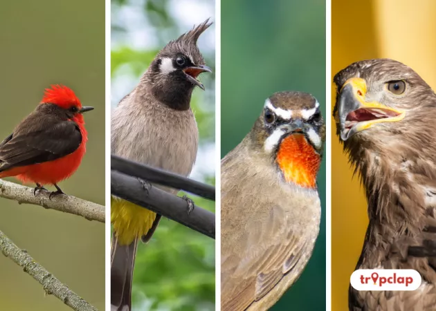 Birds found in Kashmir: Species, Threats, and Conservation