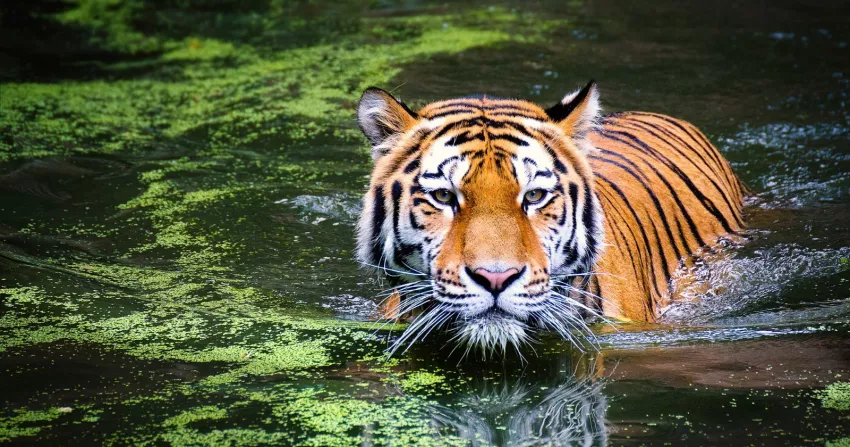 International Tiger Day 2024: Celebrating Conservation Efforts and Awareness