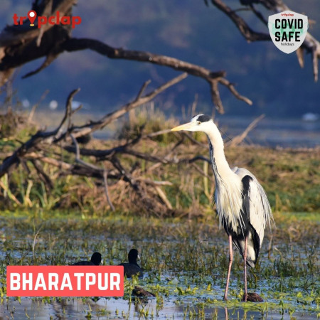 6. Bharatpur Bird Sanctuary
