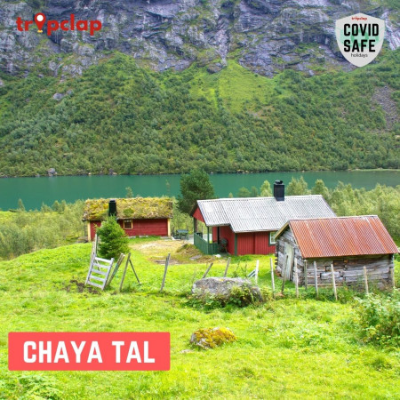 CHAYA TAL