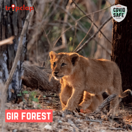 2. Gir Forest National Park