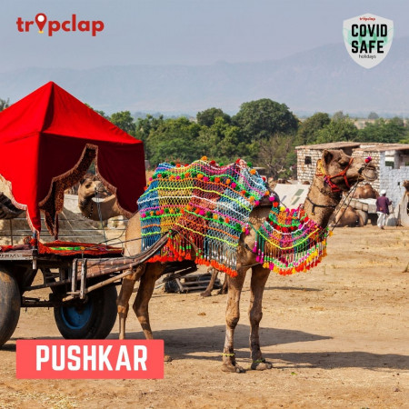 1.1 Pushkar