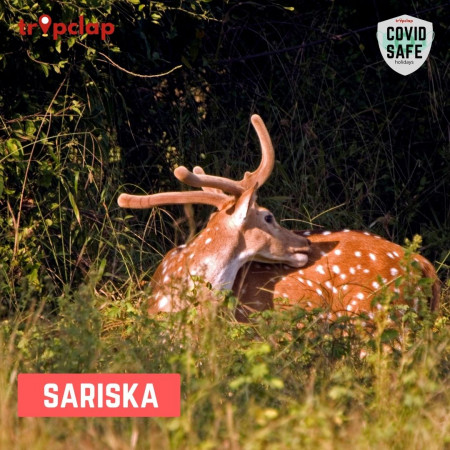 5. Sariska Tiger Reserve 