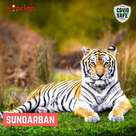 Sunderban – The Home of Royal Bengal Tigers