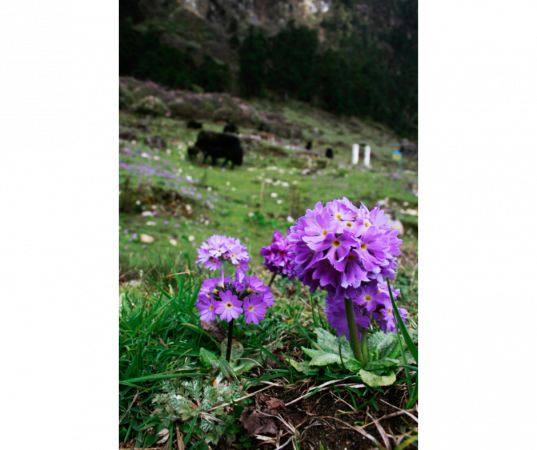Yumthang Valley of Flowers