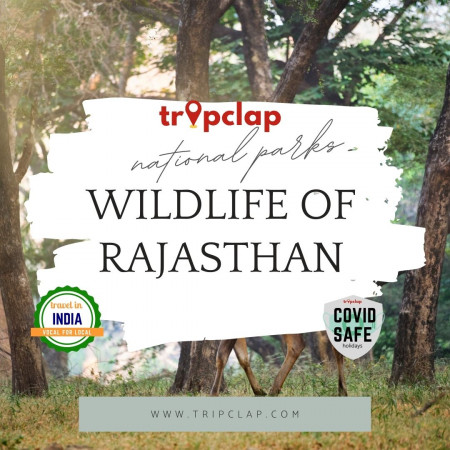 Wildlife of Rajasthan