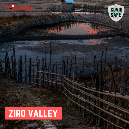 4. Ziro